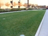Thriving Green Roof                               