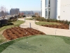 Thriving Green Roof                 
