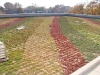 Thriving Green Roof        